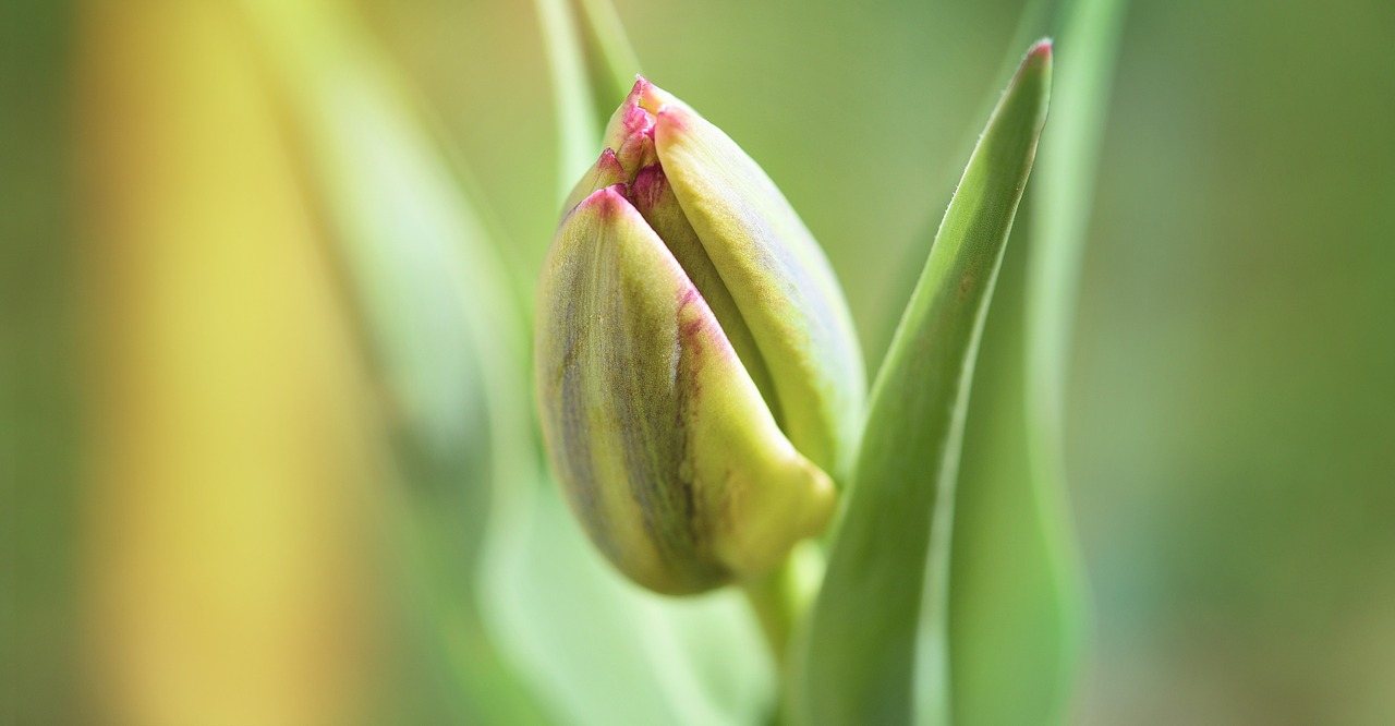 flower tulip closed free photo