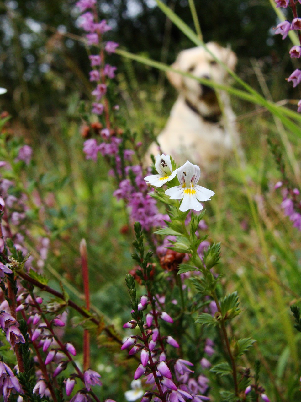 flower summer dog free photo
