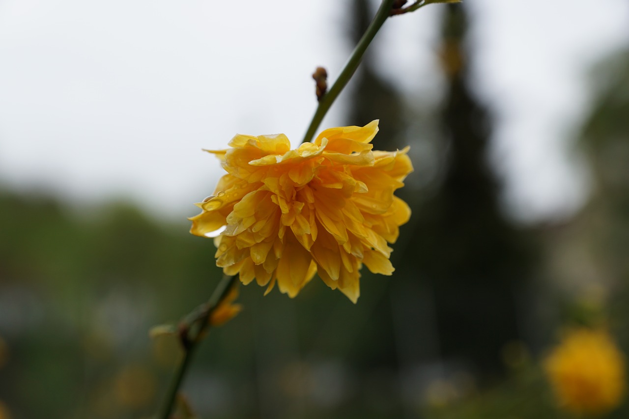 flower yellow blossom free photo