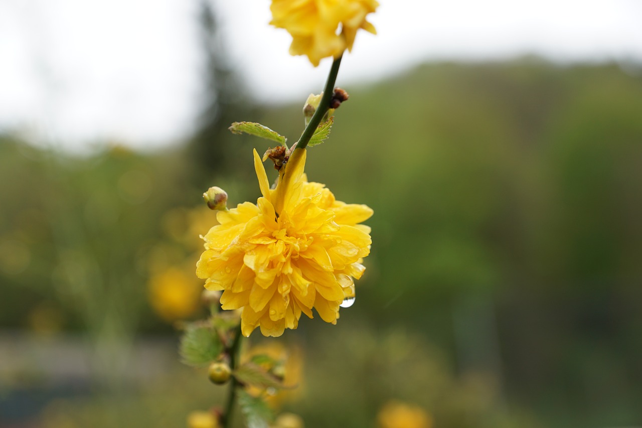 flower yellow blossom free photo