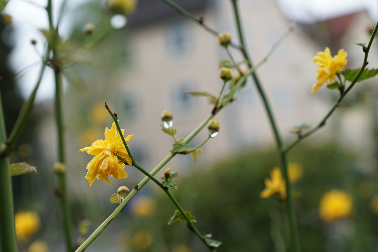 flower yellow blossom free photo