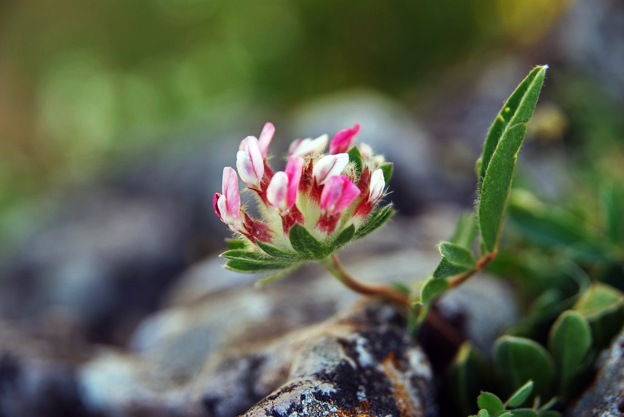 flower plant green free photo