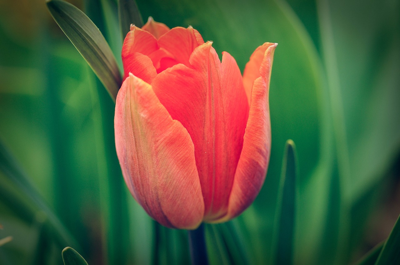 flower tulip spring flower free photo