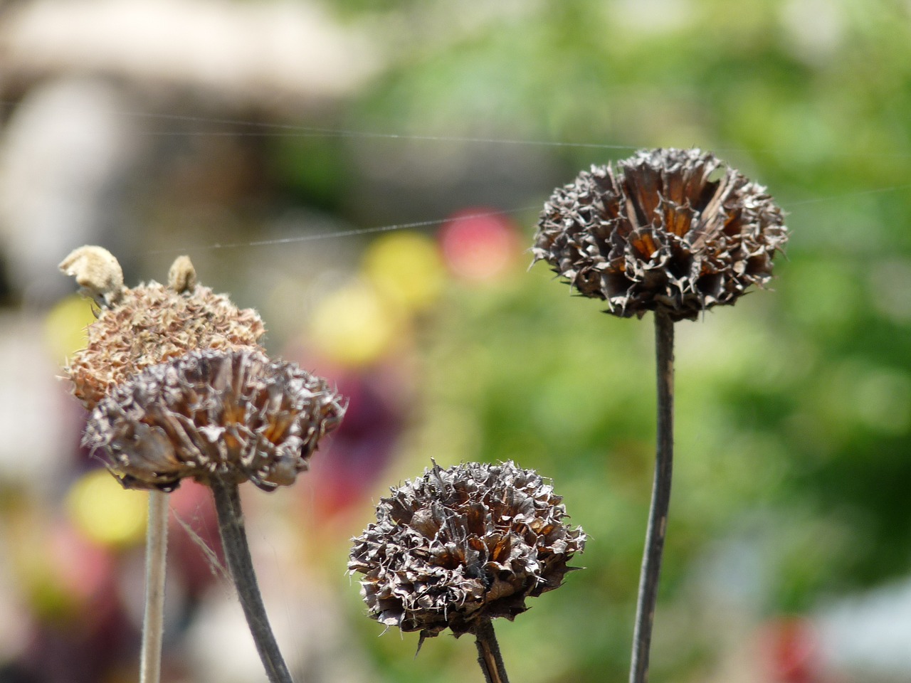 flower dried up nature free photo