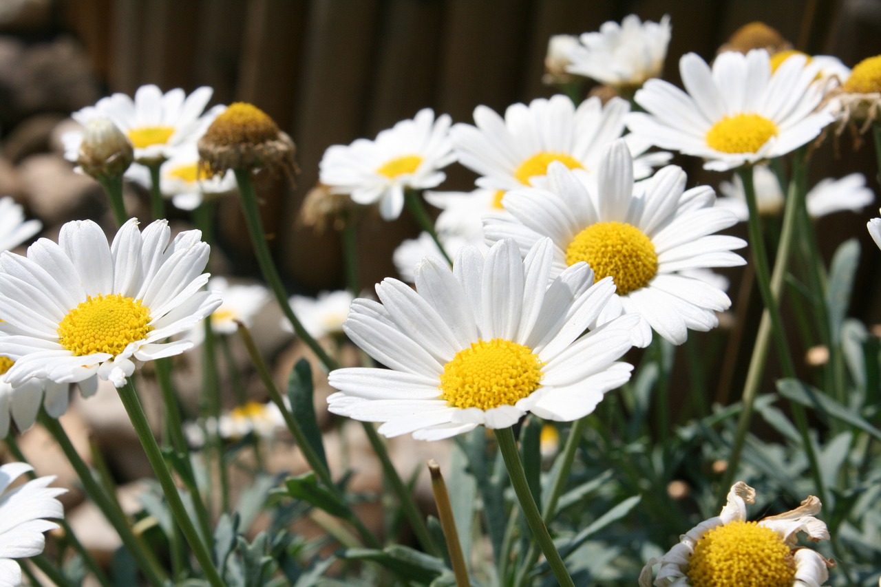 flower garden rush free photo