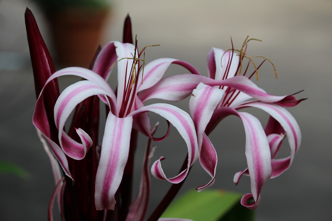 flower purple white free photo