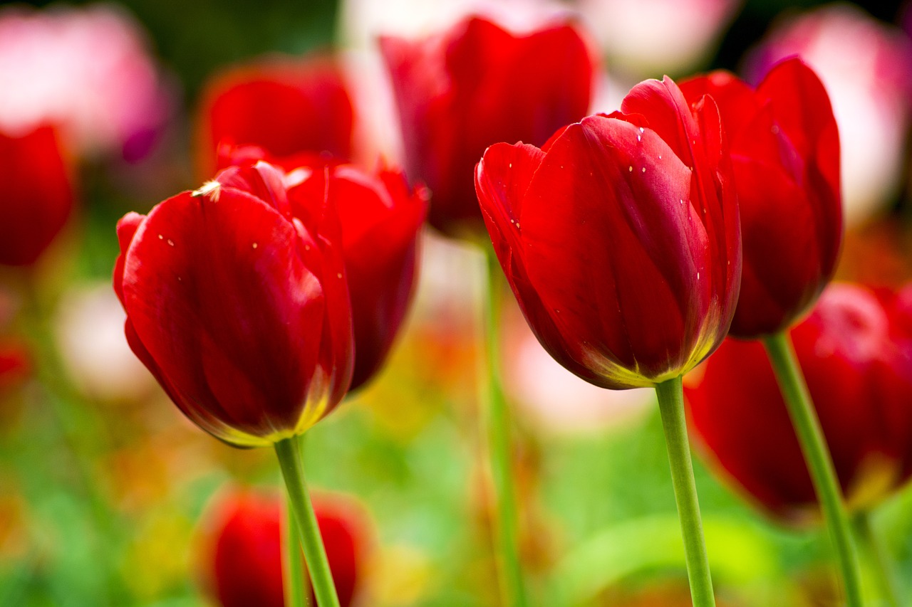 flower tulip spring free photo