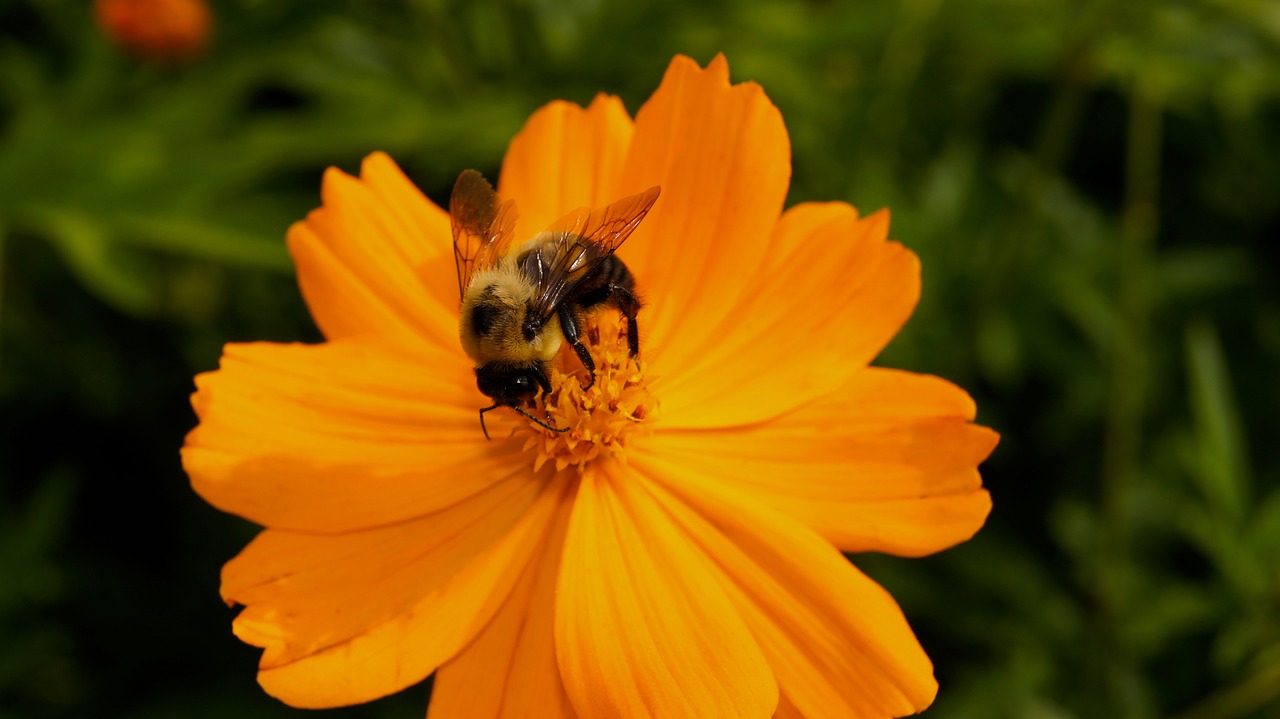 flower bee insects free photo