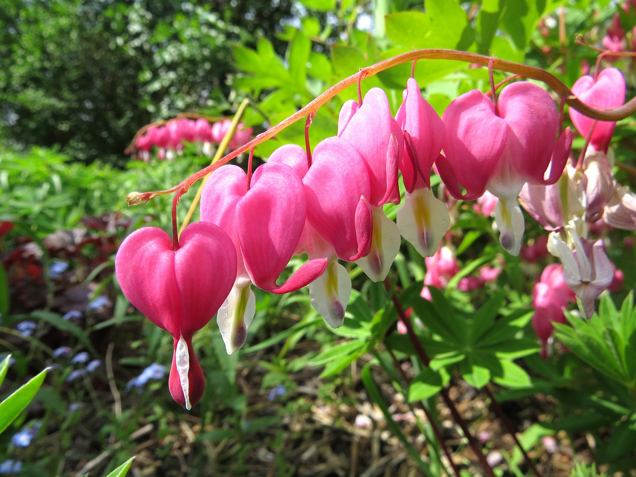 flower bleeding heart pink free photo