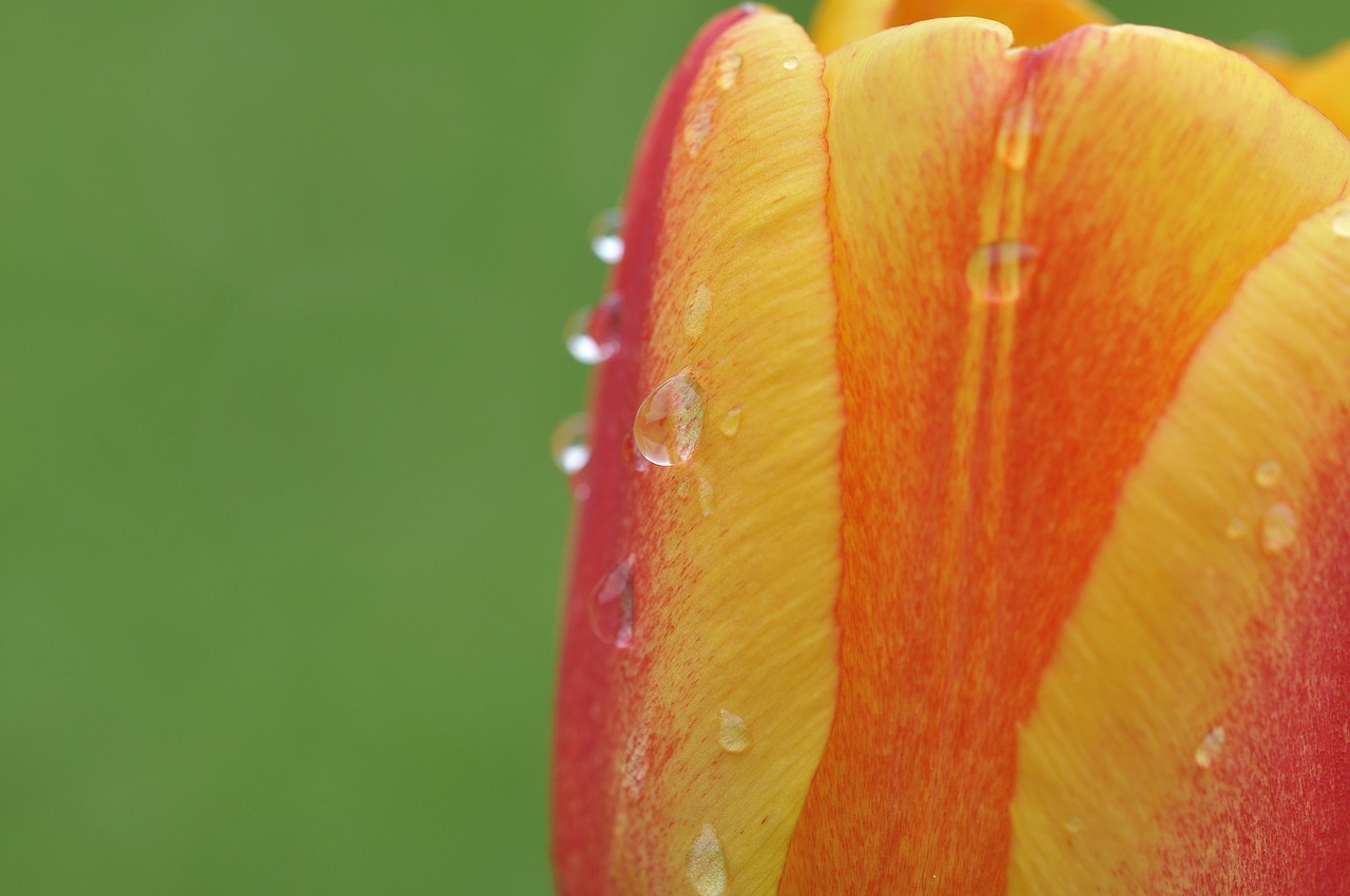 flower tulip blossom free photo