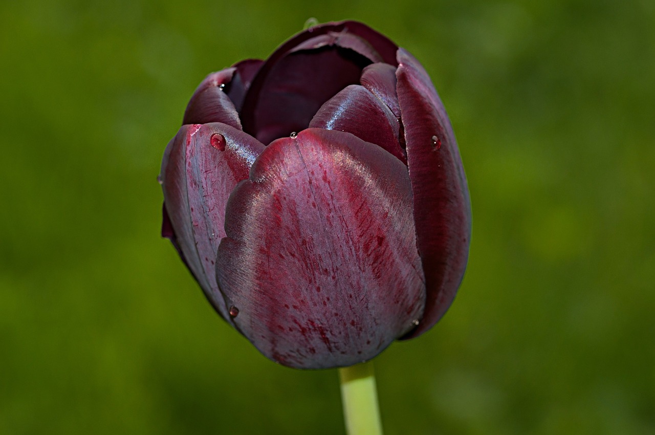 flower tulip schnittblume free photo