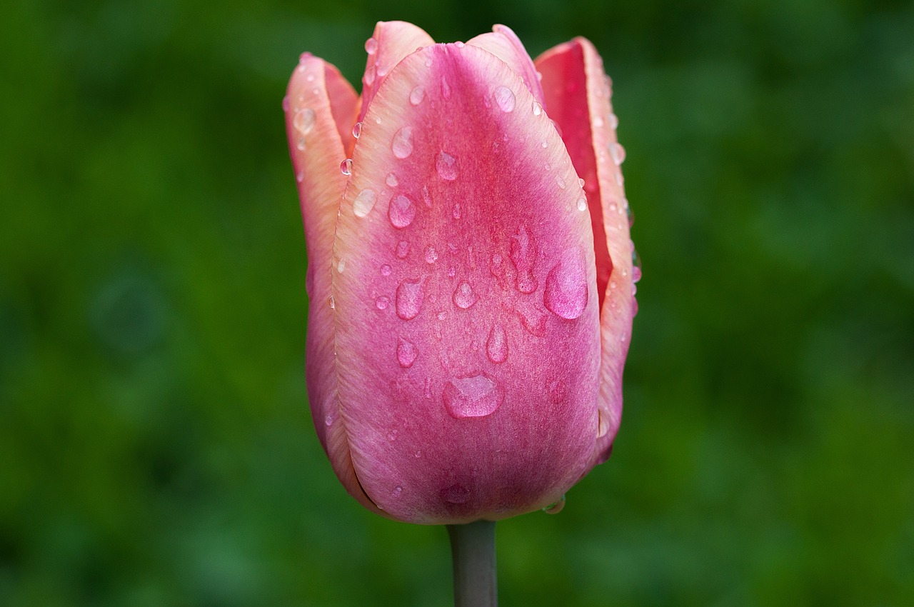 flower tulip blossom free photo