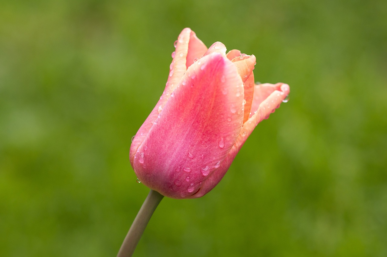 flower tulip spring flower free photo