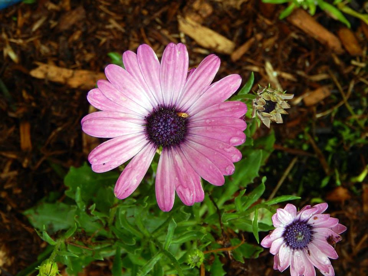 flower purple nature free photo