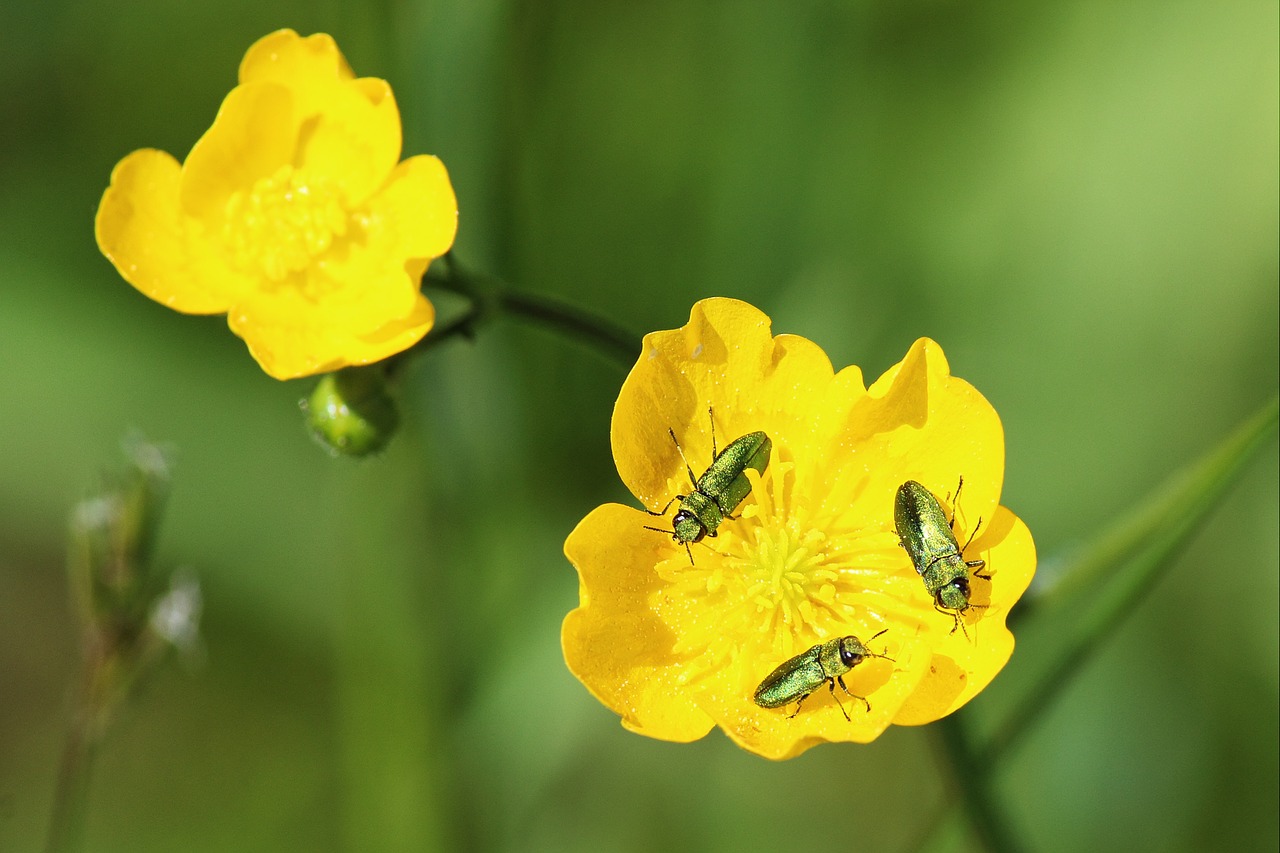 blossom bloom beetle free photo