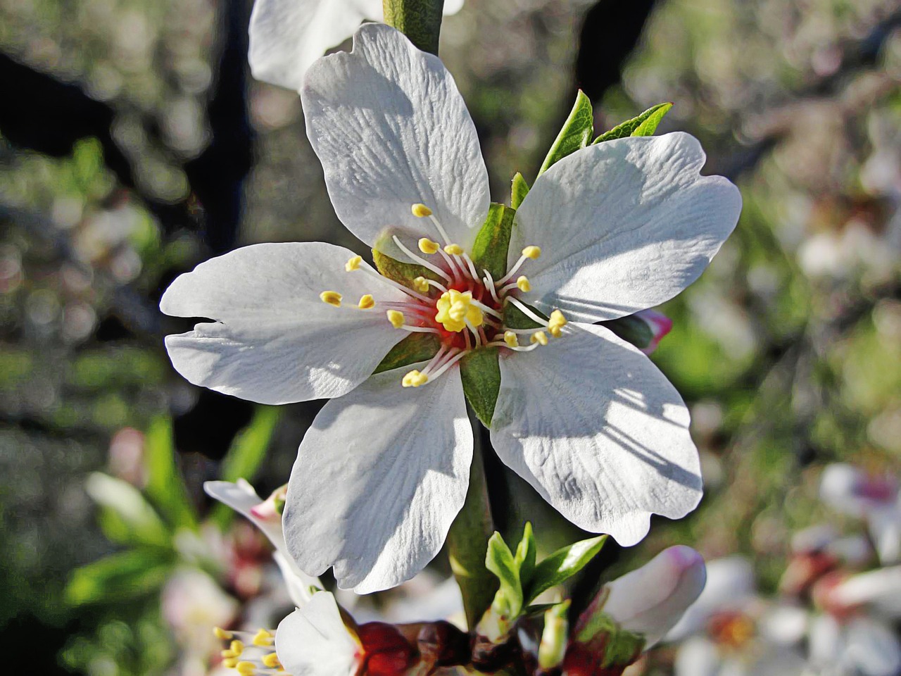 flower almond tree almond flower free photo