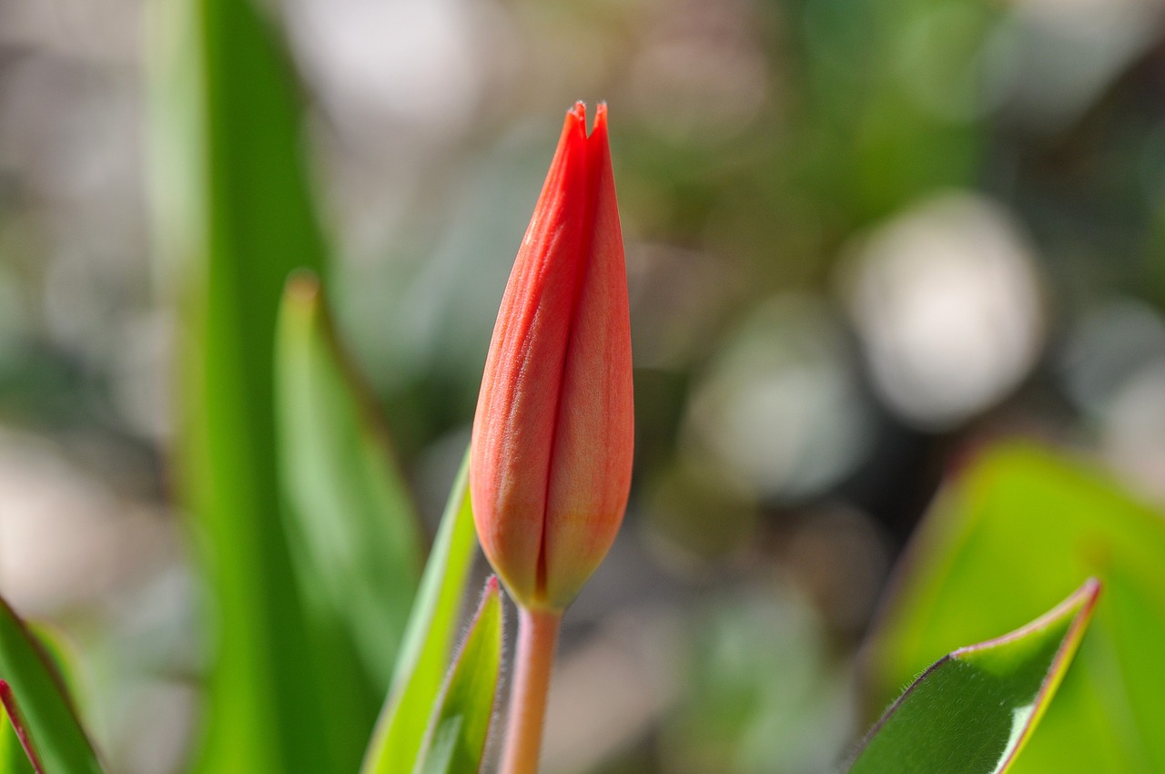 flower tulip red free photo