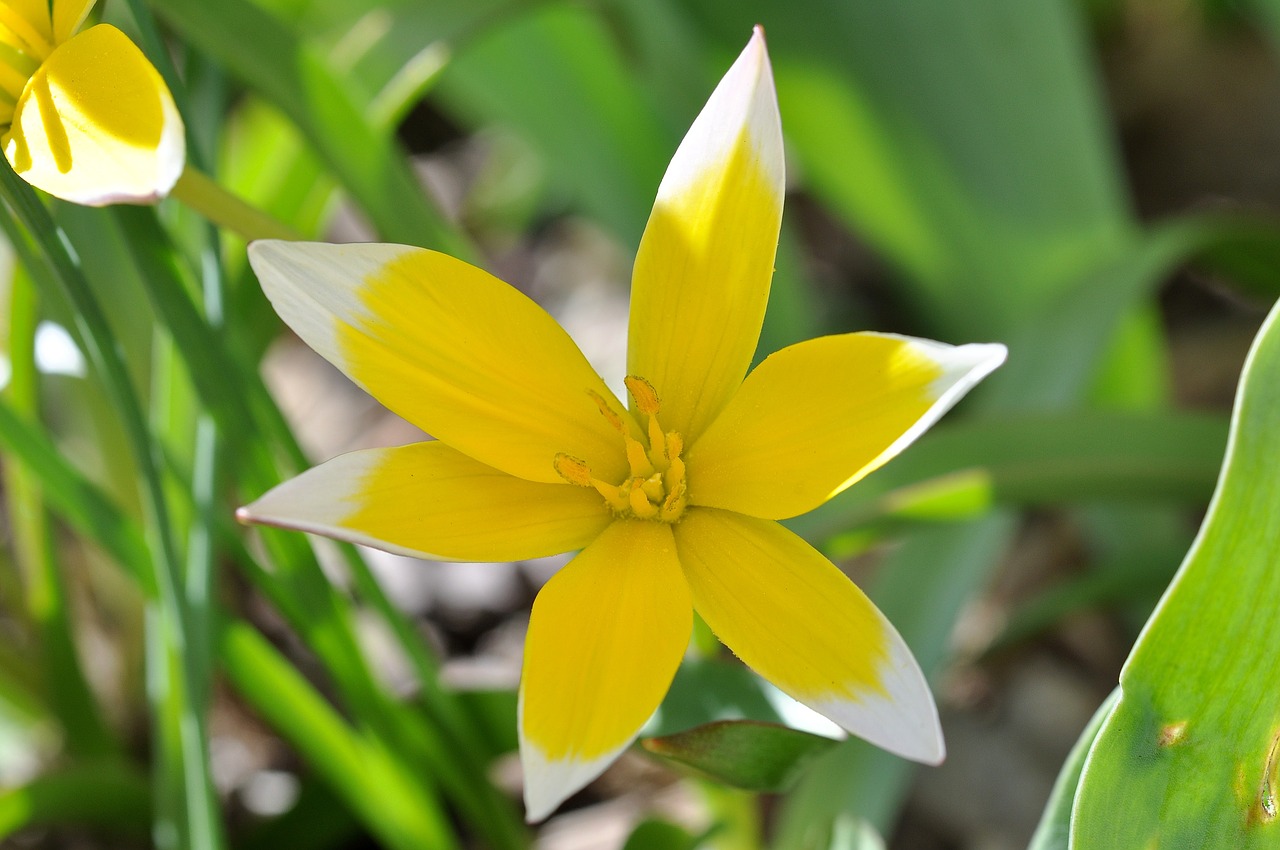 flower small star tulip blossom free photo