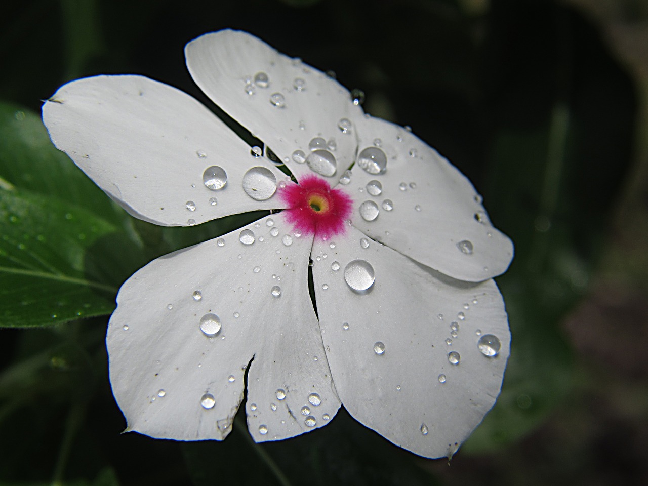 flower nature droplets free photo