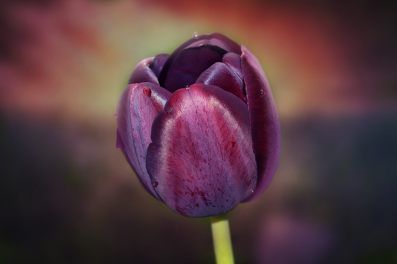 flower tulip purple free photo
