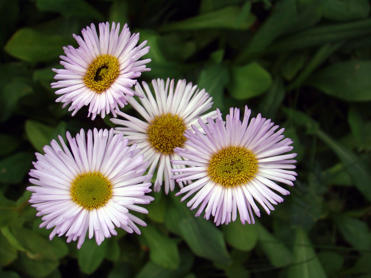 flower aster garden free photo