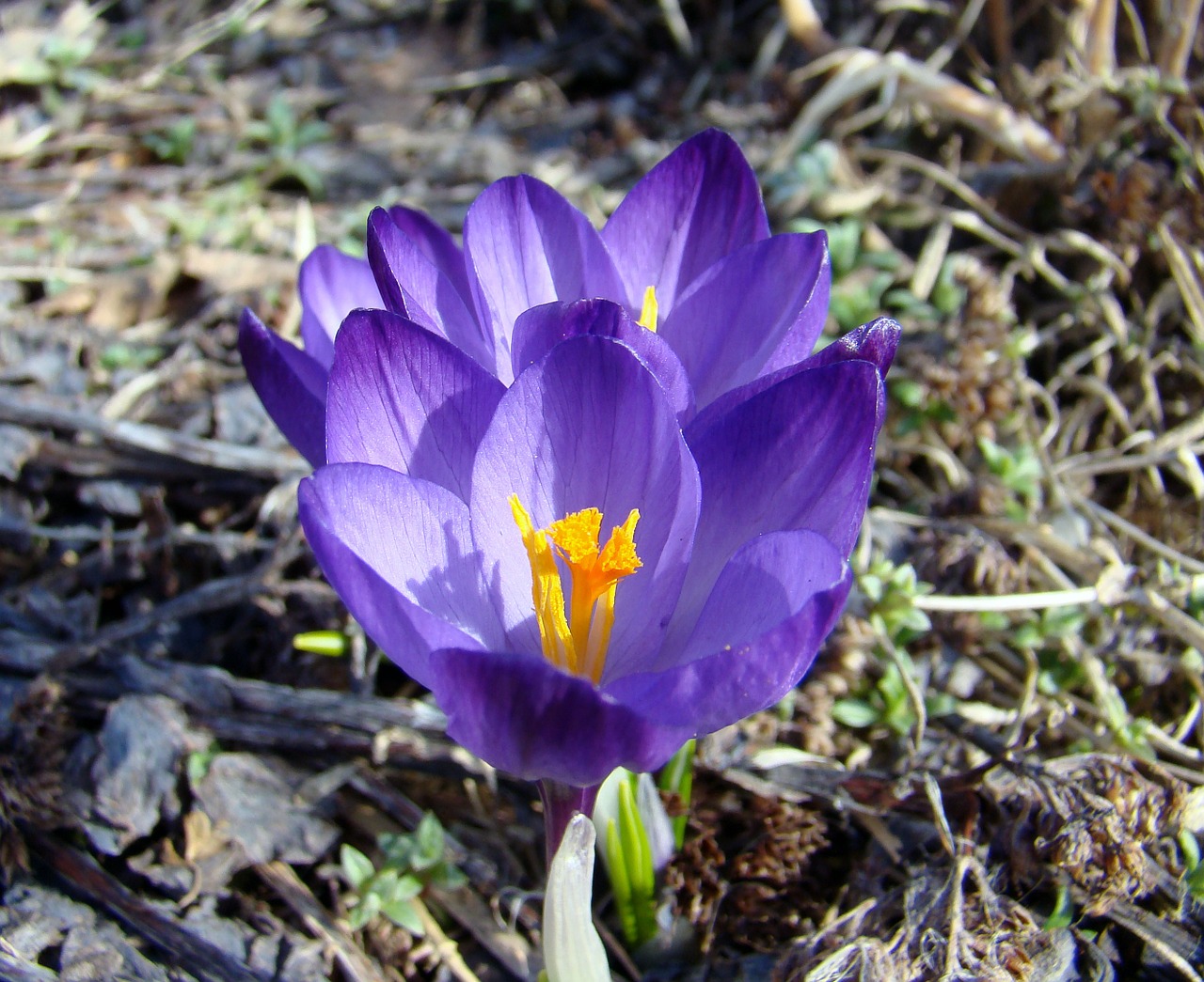 flower crocus spring free photo