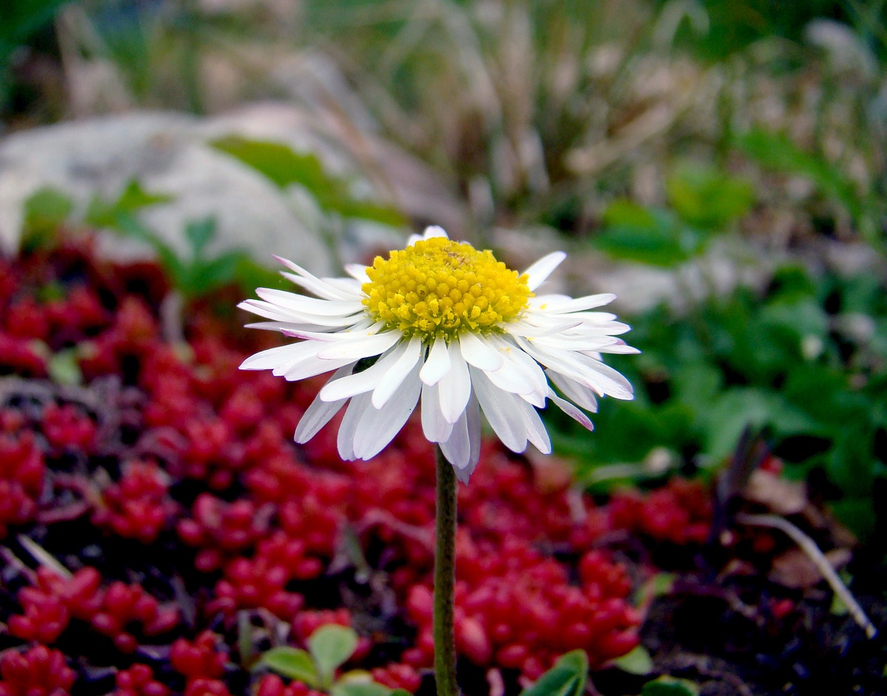 flower white cute free photo