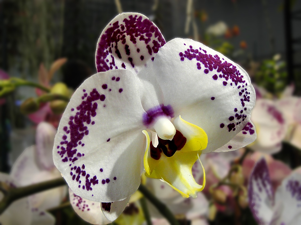 flower orchid plant free photo