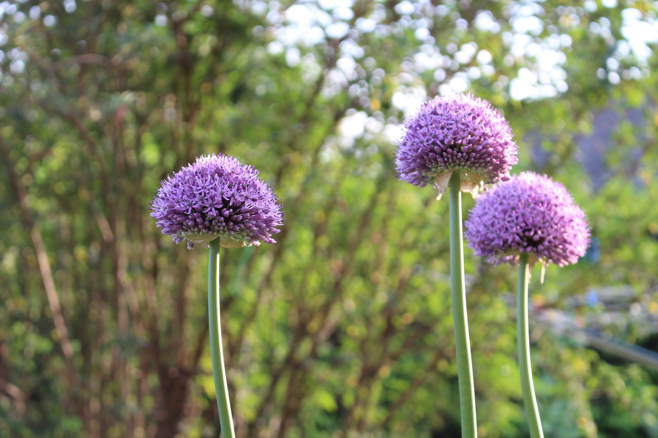 flower purple blossom free photo