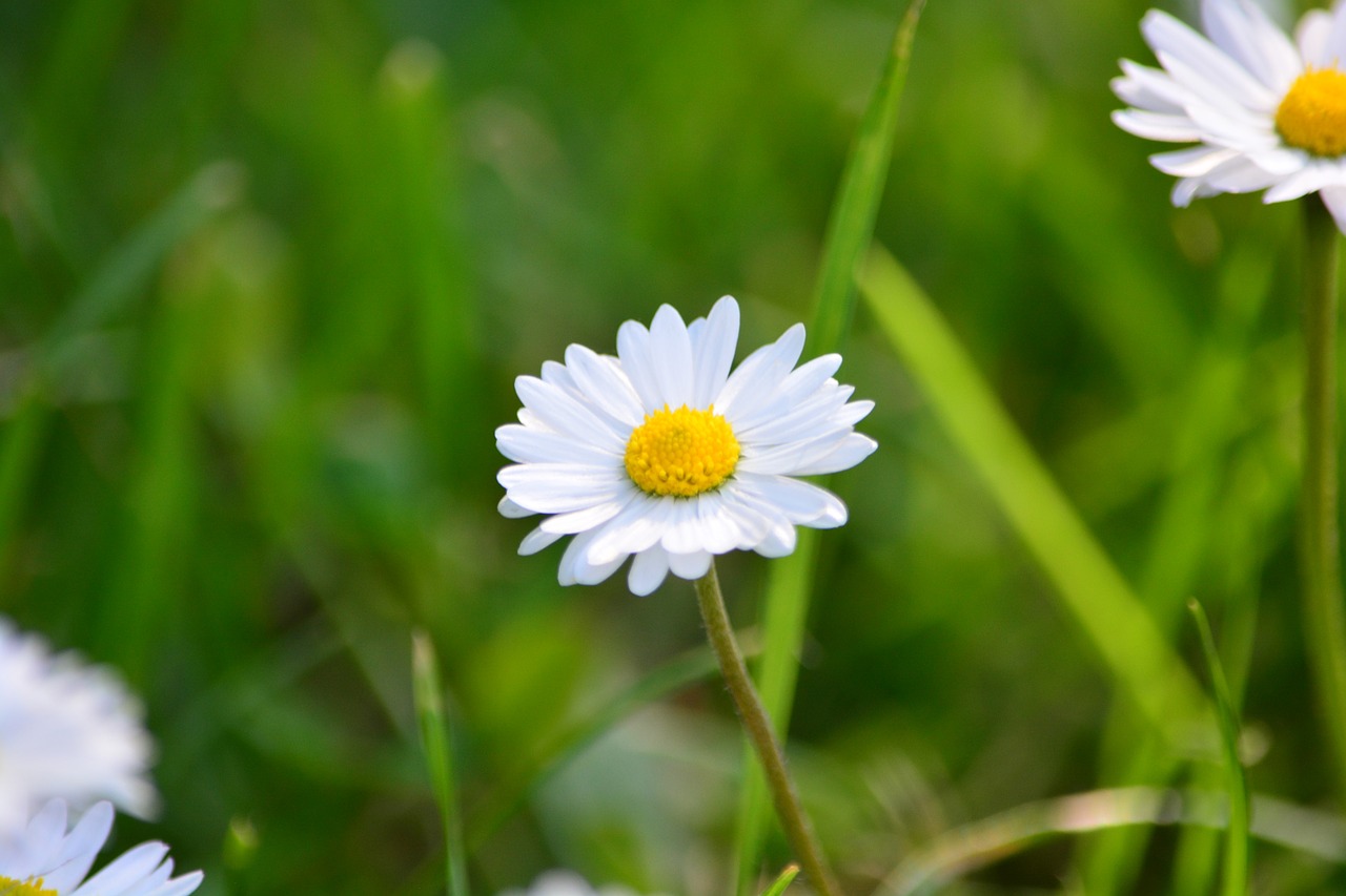 flower daisy spring free photo