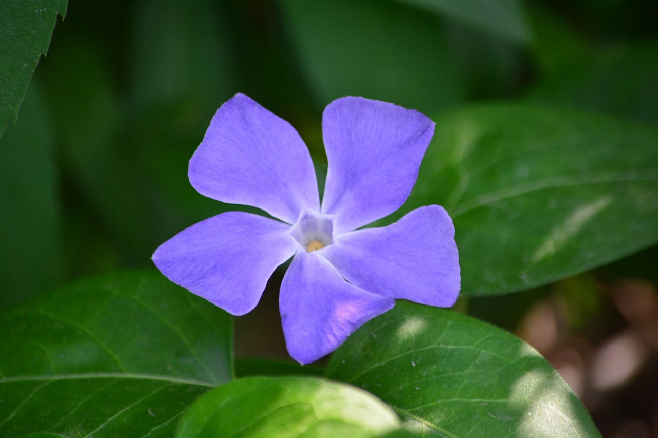 flower garden purple free photo