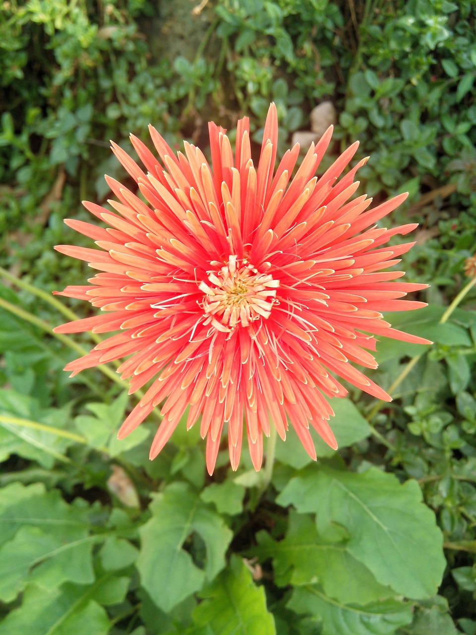 flower vegetation red free photo