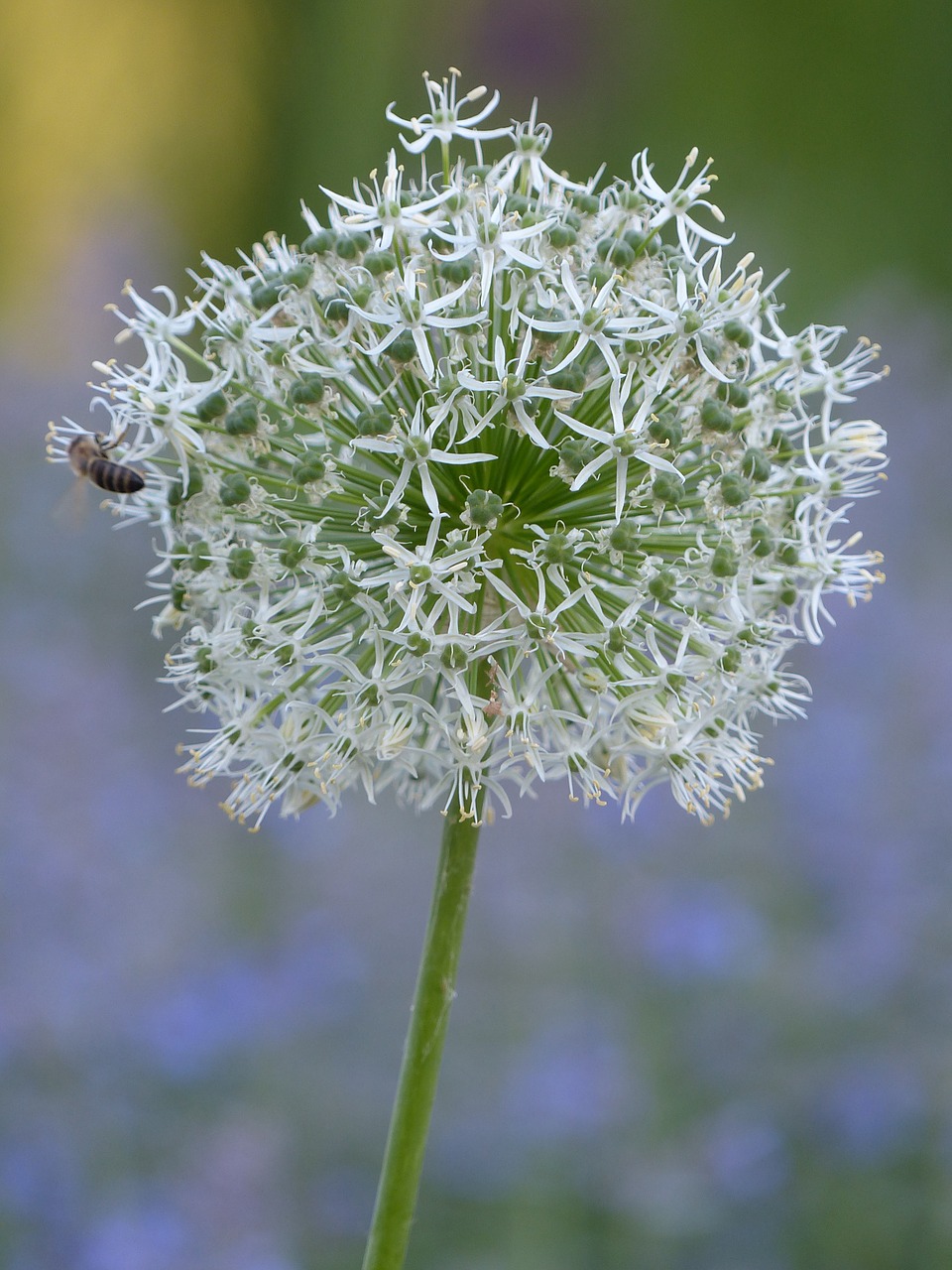 flower insects summer free photo