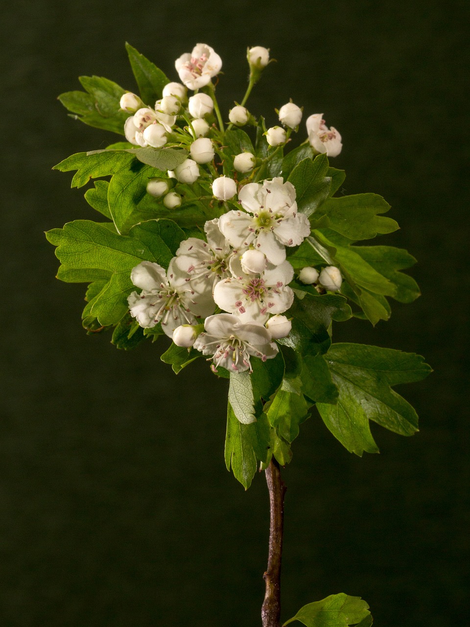 blossom bloom flowers free photo