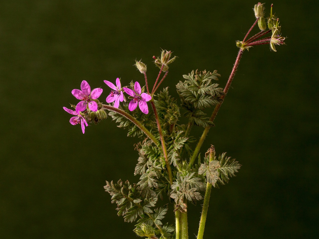 flower blossom bloom free photo