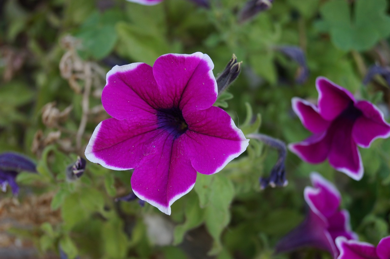 flower plant summer free photo