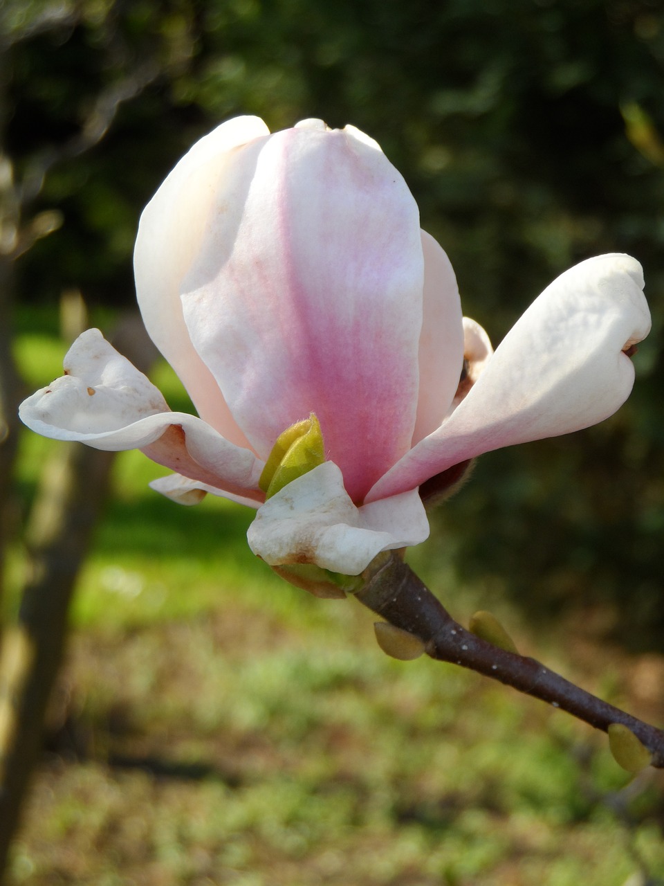 magnolia bud flower free photo