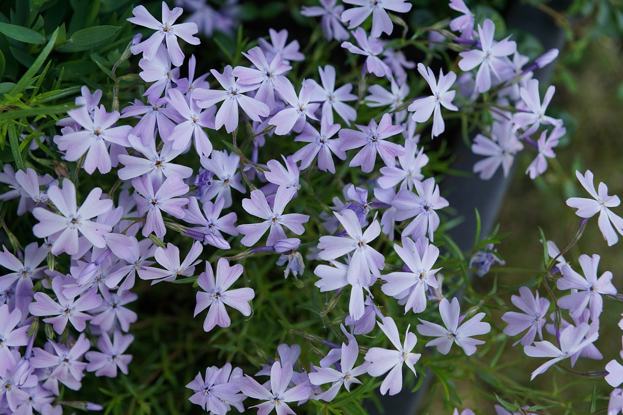 flower purple blossom free photo