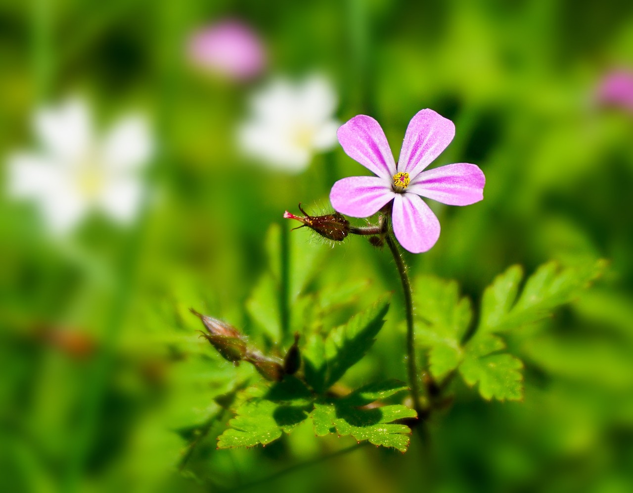 blossom bloom flower free photo