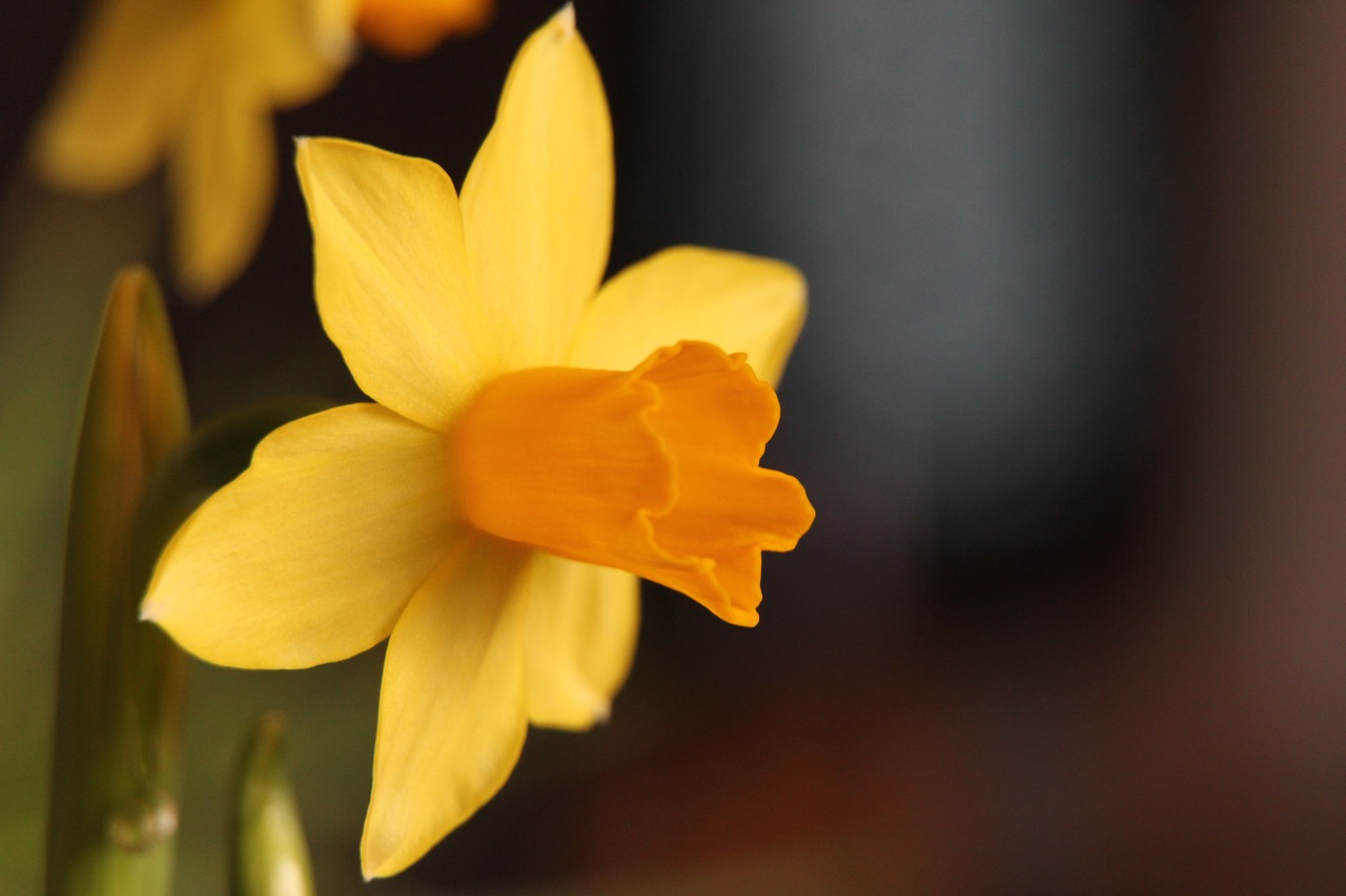 flower yellow narcis free photo