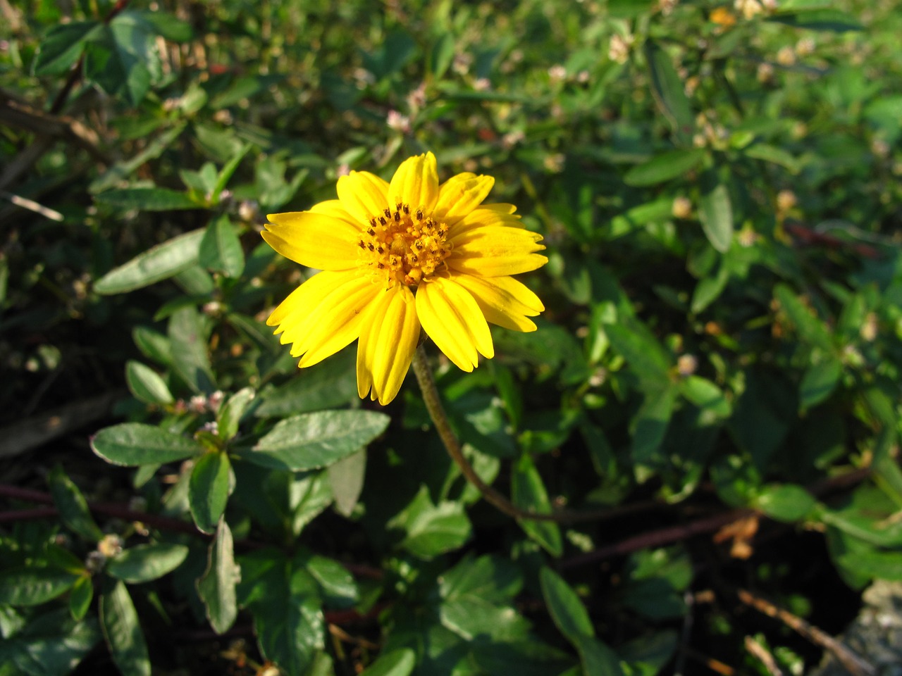 flower yellow nature free photo