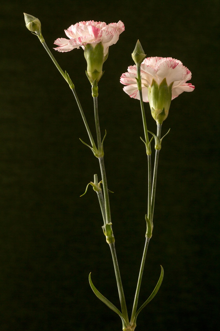 flower carnation pink free photo