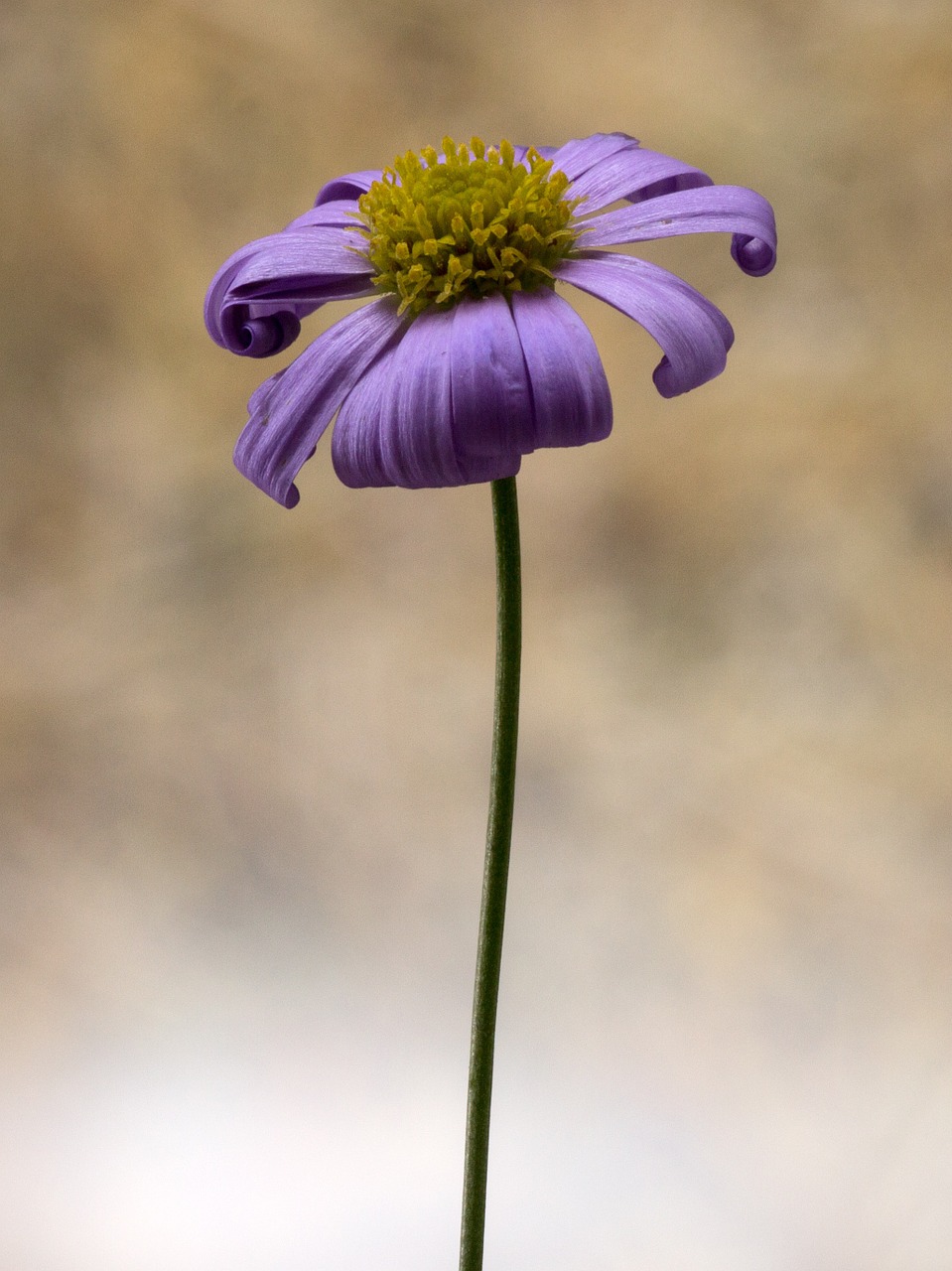 flower small macro free photo