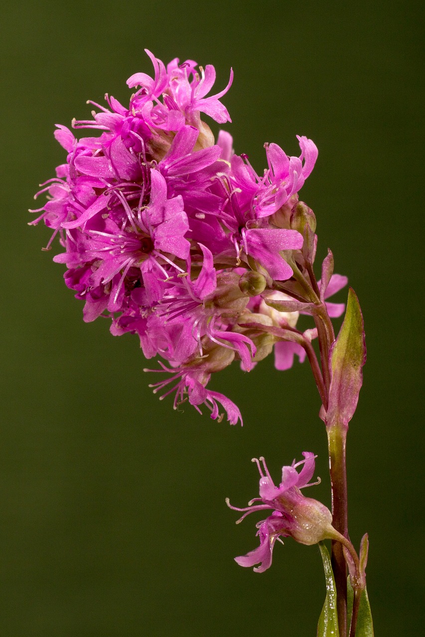 flower blossom bloom free photo