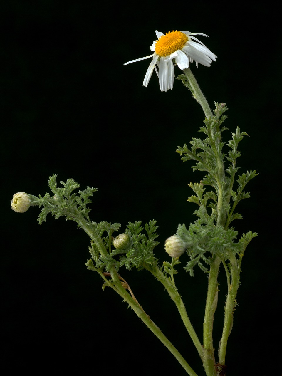 flower white macro free photo