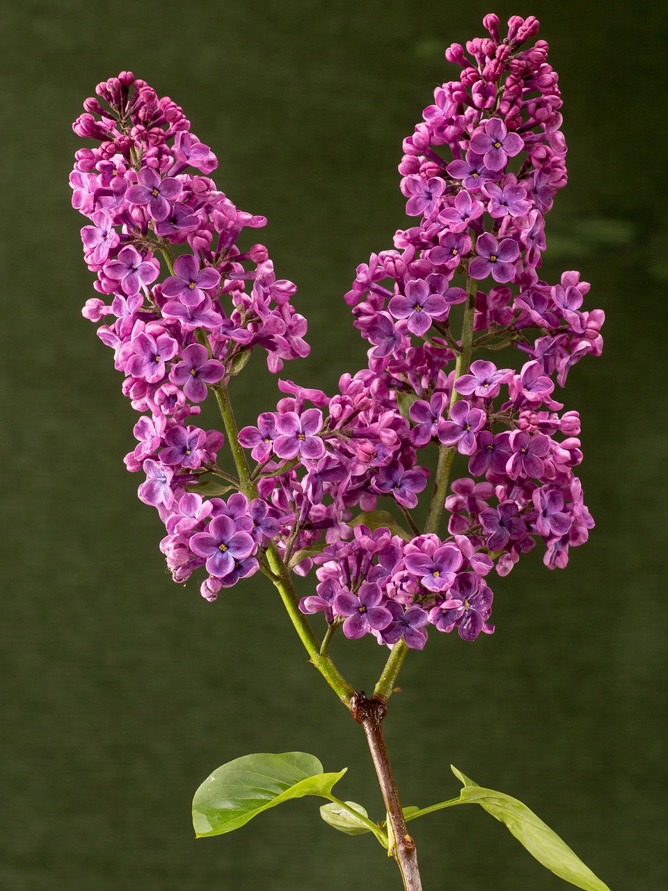 blossom bloom lilac free photo