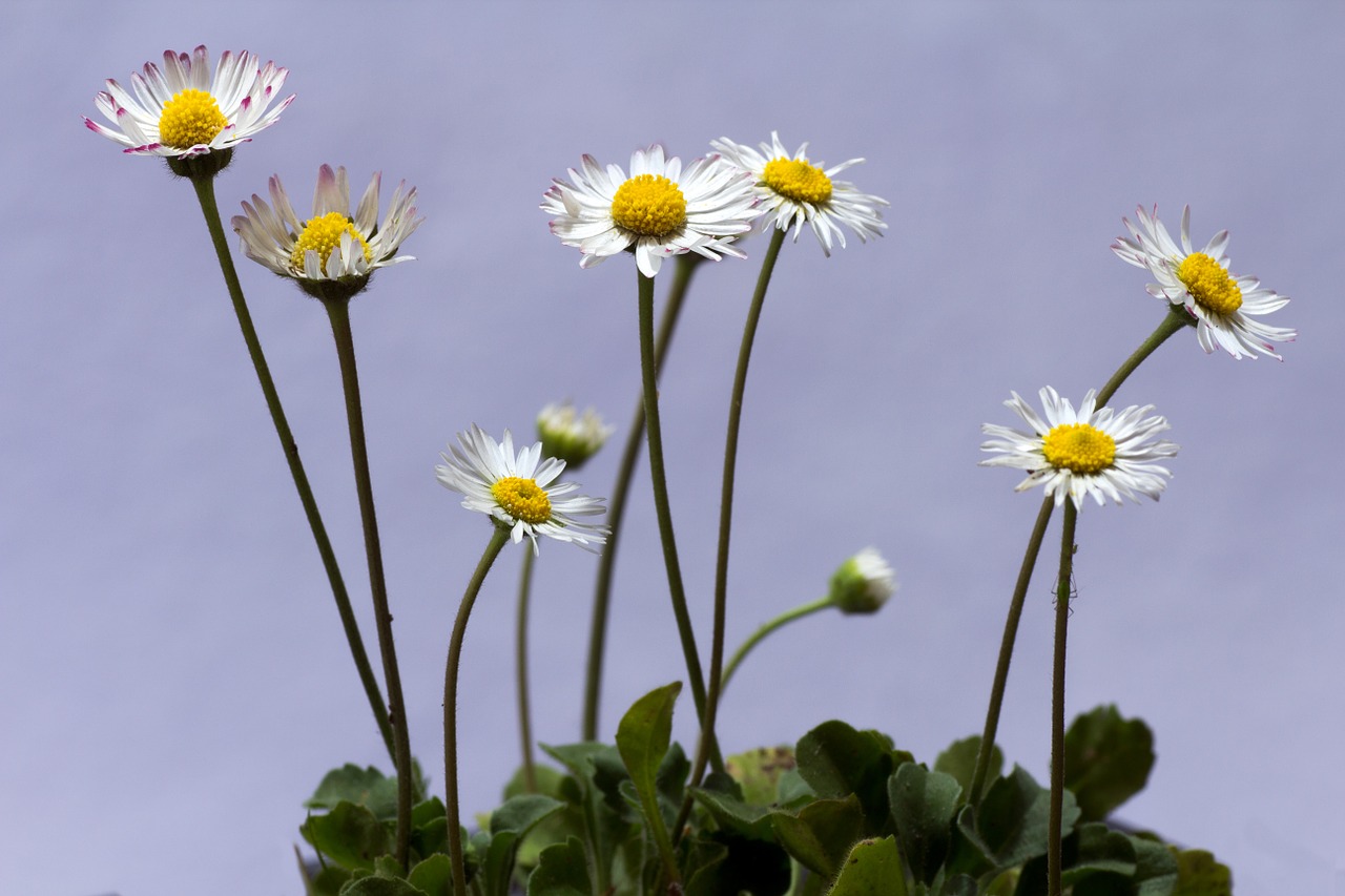 flower daisy macro free photo