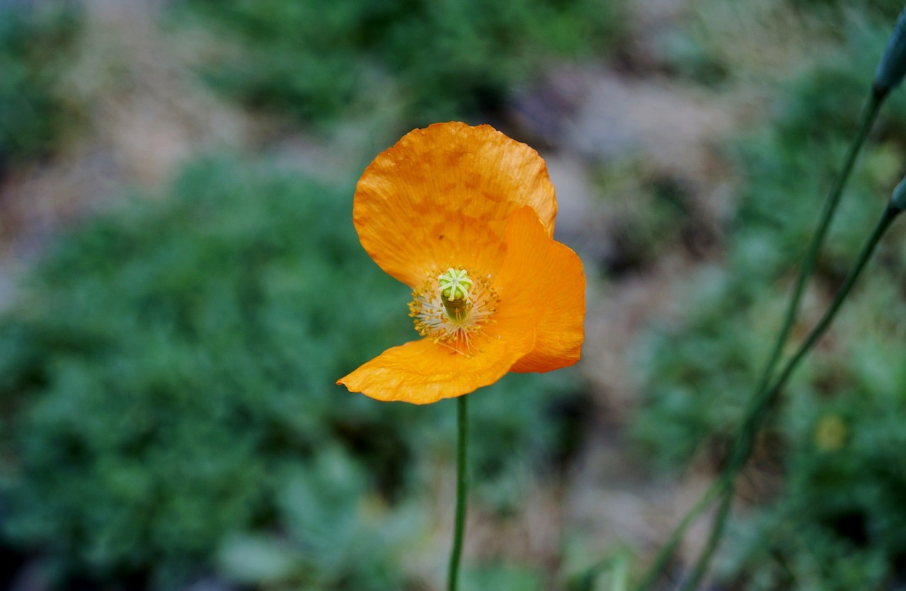 flower red weed lonely free photo