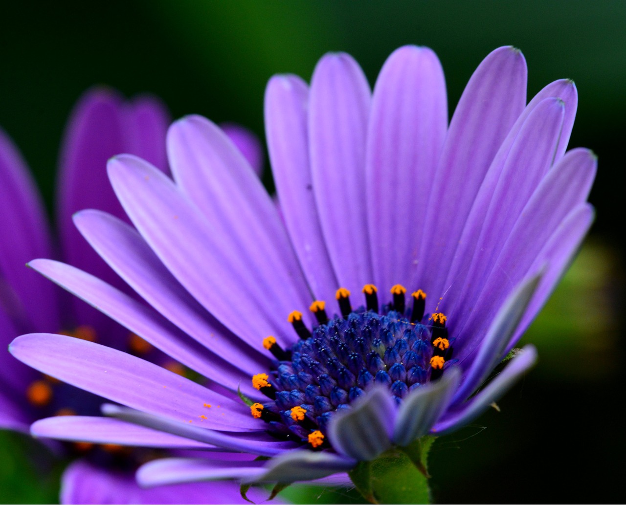 flower daisy spring free photo