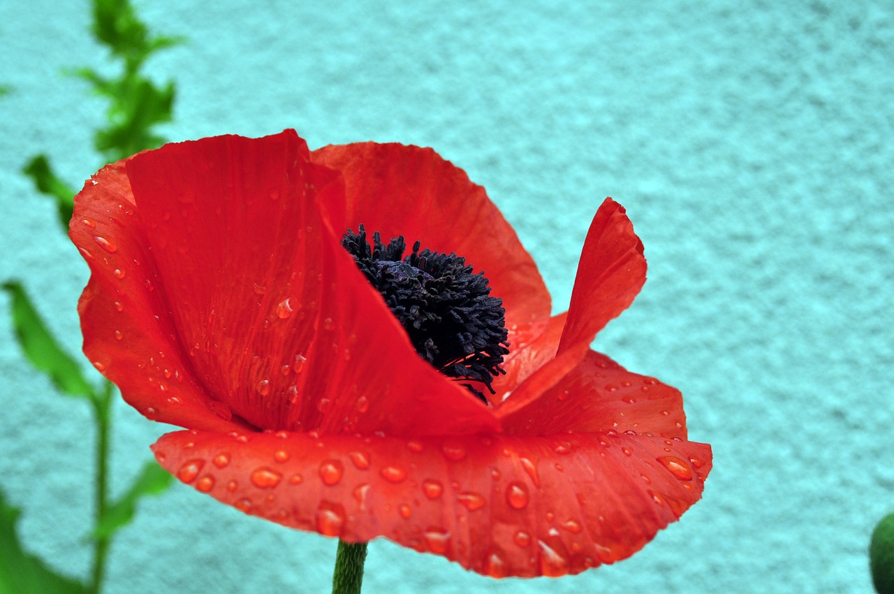 flower red poppy free photo